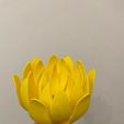 IMG-20231212-WA0003.jpg Lotus flower 3d