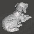 Golden-Retriever-c.jpg Golden Retriever