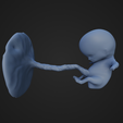 NineWeeksFetus_1.png 9 Week Fetus