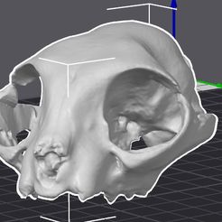 Skull.jpg Fichier OBJ Crâne d'animal Animal Skull・Modèle à imprimer en 3D à télécharger