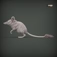Sand-marsupial-mouse3.jpg Souris marsupiale des sables