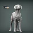 rhodesian-ridgeback2.jpg Rhodesian ridgeback 3D print model