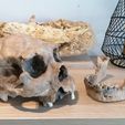 IMG_20210717_092448.jpg Homo heidelbergensis Skull