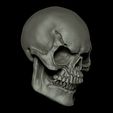 Craneorender3.jpg Skull / Skeletor Skull