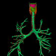 3.png 3D Model of the Lungs Airways