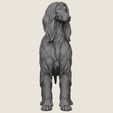 Afghan-Hound-Dog-03.jpg Afghan Hound Dog