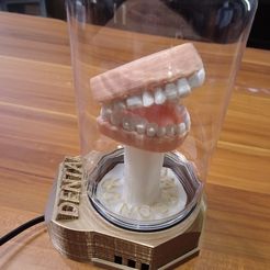 teeth-sml.jpg Free STL file 3D Motorized - Rotating TEETH Display・3D printable model to download