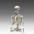 IMG_3872.png Skeleton scanned with Qlone