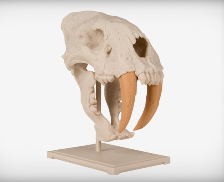 Capture d’écran 2017-09-05 à 17.51.02.png Fichier STL gratuit Crâne de chat à dents de sabre・Plan pour imprimante 3D à télécharger, JackieMake