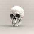 Render-Ppal.106.jpg Human skull/skull