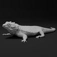 untitled5.png Bearded Dragon Realistic Lizard