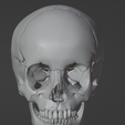 40.png 3D Model of Skull Bones