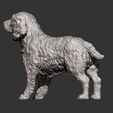 Spaniel10.jpg 3D-Datei Englischer Springer Spaniel 3D-Druck Modell・Design für 3D-Drucker zum herunterladen