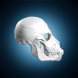 primate-monkey-skull-anatomical-study-sculpture-stl-3d-print-turntable-03-103deg.png Primat Affenschädel Anatomische Studie Skulptur