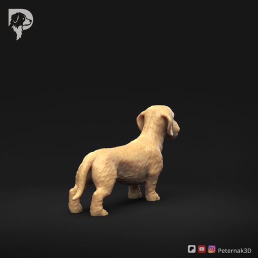 Dachshund-Miniature-Wire-Haired-Pose-01-Dog-3D-Print-4s.jpeg Dackel Miniatur Drahthaar Pose 01