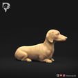 Dachshund-Smooth-Haired-Pose-07-Dog-3D-Print-2s.jpeg Teckel à poil lisse Pose 07