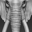 13.jpg Elephant African Head
