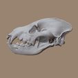 Hyena_skull-(6).jpg Hyena Skull based on CT Scan data by Marco Valenzuela