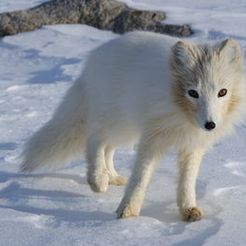 renard-hiver.jpg Archivo OBJ gratuito zorro・Objeto para descargar e imprimir en 3D