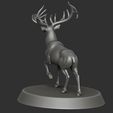 3.jpg Reindeer