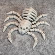 IMG_6845.jpg Flexi Skeleton Spider V2
