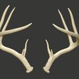 Set-1-Iso-Bone.jpg Deer Antlers High Resolution 3d Scanned Set 1