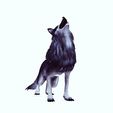 TE6RR.jpg WOLF DOG WOLF - DOWNLOAD WOLF 3D MODEL - ANIMATED FOR BLENDER-FBX-UNITY-MAYA-UNREAL-C4D-3DS MAX - 3D PRINTING WOLF DOG WOLF CANINE