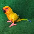 IMG_20240711_153830026.jpg Conure