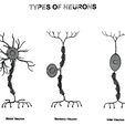 Neuron_Wireframe_1.png Types of Neurons