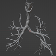 16.png 3D Model of the Lungs Airways