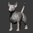 bull-terrier12.jpg bull terrier 3D print model