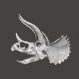 1.jpg Stegoceratops Dinosaur Skull Skeleton