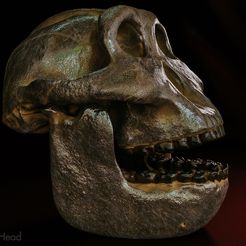 boisei-02.jpg Файл STL Череп Paranthropus boisei (австралопитек)・Шаблон для 3D-печати для загрузки