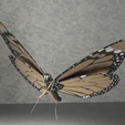 monarch-butterfly2.png Monarch butterfly