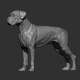 boxer11.jpg Boxer dog 3D print model