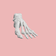 9.png SKELETON OF THE LEFT FOOT 3d SEGMENTED MODEL