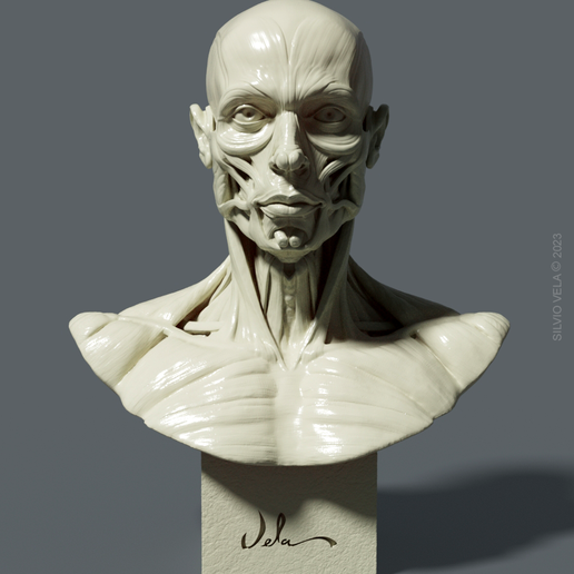 FRONT.png Bust Écorché  for study + PDF anatomy manual