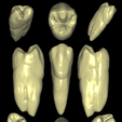 PreMolar-Sculpt-Pic.png Mandibular Premolar Sculpt
