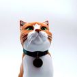 ginger_cat.jpg Schrodinky: British Shorthair Cat in a Box – 3D Printable, Multi Part Model - MULTI EXTRUSION PACKAGE