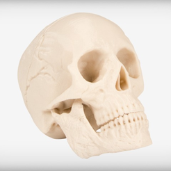 Capture d’écran 2017-09-05 à 17.50.48.png Download free STL file Human Skull • 3D print model, JackieMake