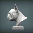 boston-terrier3.jpg boston terrier 3D print model