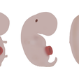 4_Weeks_Diffuse_Color.png 3D file 4 Weeks Human embryonic (baby stages)・3D printing design to download