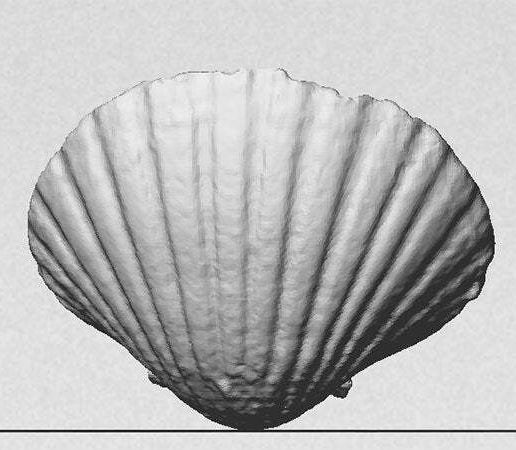 rear_display_large.jpg Sea Shell - Digitizer MultiScan