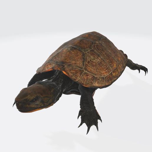 TURTLE AMPHIBIAN MATA FROG SKELETON SKELETON BENES ANATOMY 7 GUTS INTESTINES INTERIOR STOMACH HEART HEART SKULL HEAD BONES MUSCLES HANKS FROG TOAD AMPHIBIAN TADPOLE