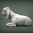 Baby-Boer-goat-lying-down4.jpg Baby Boer goat lying down 3D print model