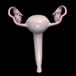 1.png STL file 3D Model of Female Reproductive System・3D print design to download