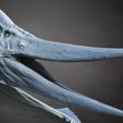 ptera.jpg Pteranodonte: El soberano alado de los cielos cretácicos