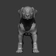 puppy-rhodesian-ridgeback-standing13.jpg puppy rhodesian ridgeback standing 3D print model