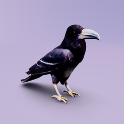 Snímek-obrazovky-2024-03-23-211258.png Common Raven