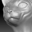 16.jpg Sphynx cat head for 3D printing